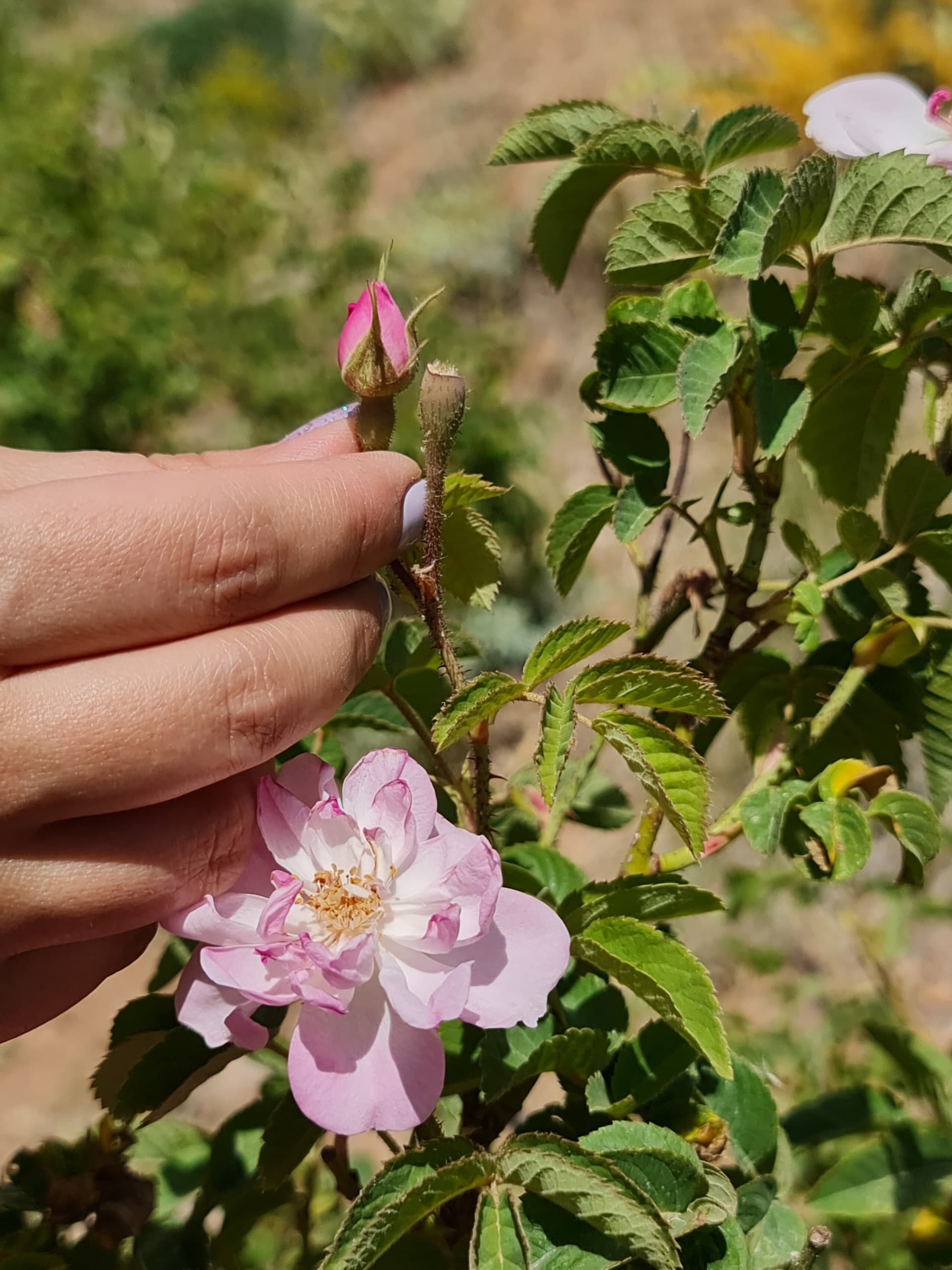 تصویر 6 از گالری رزنه